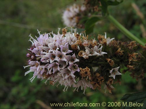 Imágen de Mentha aquatica (Hierba buena / Bergamota / Sándalo de agua). Haga un clic para aumentar parte de imágen.